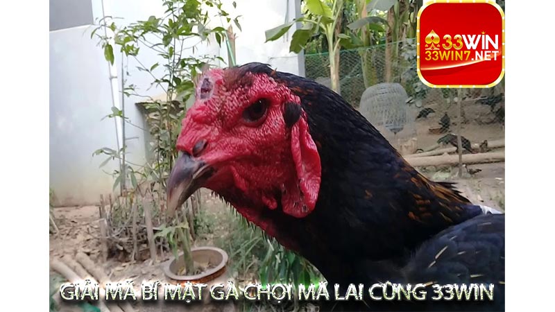 Kỹ thuật huấn luyện chiến binh giống Gà Chọi Mã Lai